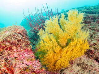 美しいキバナトサカ（ソフトコーラル）他の群生。

日本国神奈川県足柄下郡真鶴半島琴ヶ浜にて。
2023年11月23日水中撮影。


The Beautiful Soft Coral 