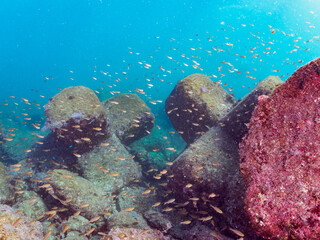 美しいクロホシイシモチ（テンジクダイ科科）の幼魚の群れ。

日本国神奈川県足柄下郡真鶴半島琴ヶ浜にて。
2023年11月23日水中撮影。

A school of the Beautiful Spotnape cardinalfish juvenile. 

Kotogahama Beach, Manazuru peninsula, Ashigarashimo-gun, Kanagawa pref