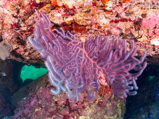 美しいフトヤギ（ソフトコーラル）の群生。

日本国神奈川県足柄下郡真鶴半島琴ヶ浜にて。
2023年11月23日水中撮影。


The Beautiful Soft Coral 