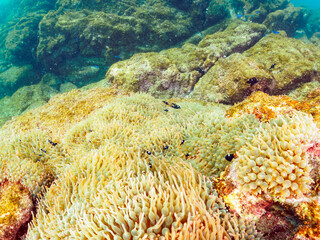 美しいイソギンチャクの可愛いミツボシクロスズメダイygの群れ（スズメダイ科）他。

日本国神奈川県足柄下郡真鶴半島琴ヶ浜にて。
2023年11月23日水中撮影。

The cute a school of Threespot dascyllus juvenile and others in Beautiful Sea Anemones.

Kotogahama Beach, Manazuru pe