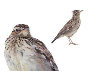 Lullula arborea isolated on white background