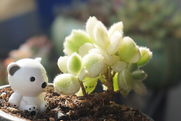 succulent plants
