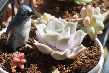 succulent plants
