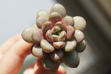 succulent plants

