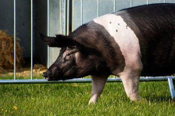 black and white pig on green grass with steel farm fence in the background