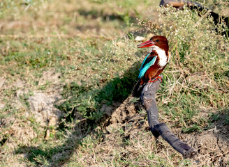 white breasted kingfisher 