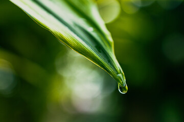 Close-up of dew drop on a leaf