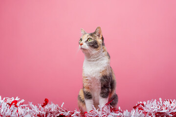 Portrait of kitten with spotted fur with pink background.