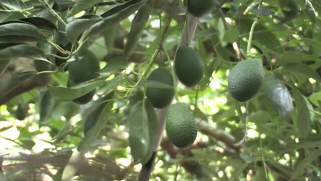 Harvesting hass avocados with a pole