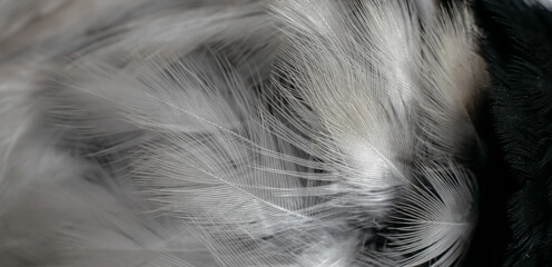 white and black feathers. background