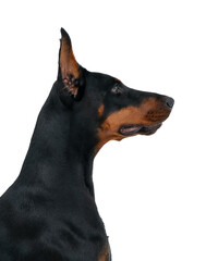 Beautiful Dobermann dog profile isolated over white background