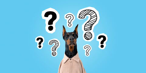 Dog in shirt and question marks