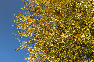 Obraz premium Birch forest with trees with yellow and green foliage