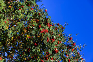 autumn changes on rowan trees on a sunny day