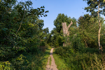 a narrow path in the park in the morning