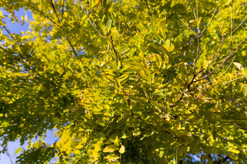 Acacia tree with yellowing foliage in autumn