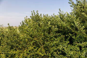ripe harvest of large cherry plum in the summer