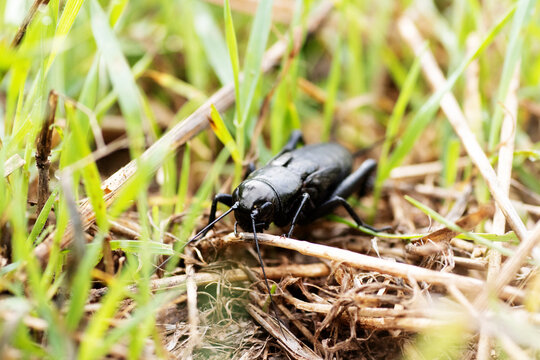 close up of a single Mole Cricket (family Gryllotalpidae) walking in shtr grass