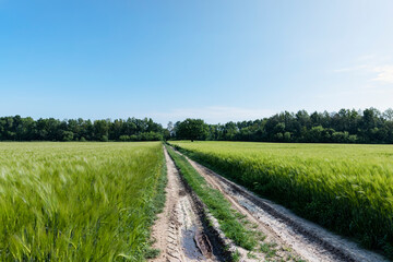 mud on a country road through a field of cereals