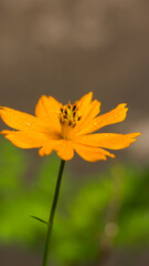 flowers by the farmer's fence, yellow and red flowers are so beautiful, like a young girl
Close-up of flowers blooming in field, Full frame shot of daisy flowers in park, inspiration and nature