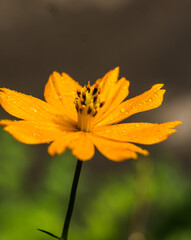 flowers by the farmer's fence, yellow and red flowers are so beautiful, like a young girl
Close-up of flowers blooming in field, Full frame shot of daisy flowers in park, inspiration and nature