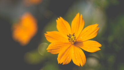 flowers by the farmer's fence, yellow and red flowers are so beautiful, like a young girl
Close-up of flowers blooming in field, Full frame shot of daisy flowers in park, inspiration and nature