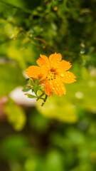 flowers by the farmer's fence, yellow and red flowers are so beautiful, like a young girl
Close-up...