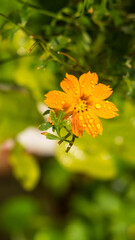 flowers by the farmer's fence, yellow and red flowers are so beautiful, like a young girl
Close-up...
