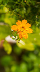 flowers by the farmer's fence, yellow and red flowers are so beautiful, like a young girl
Close-up of flowers blooming in field, Full frame shot of daisy flowers in park, inspiration and nature