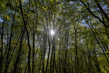 deciduous trees in the forest in the spring season