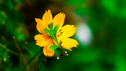 Close-up of flowers blooming in field, Full frame shot of daisy flowers in park, inspiration and...