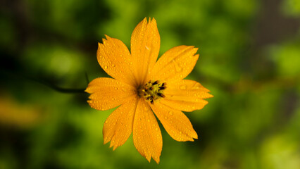 Close-up of flowers blooming in field, Full frame shot of daisy flowers in park, inspiration and nature.
Yellow imitation flowers have wheel-toothed leaves and yellow petals. The garden has many types
