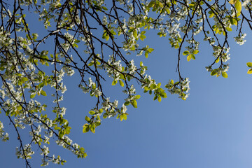Fototapeta premium spring garden with cherry blossoms in sunny weather