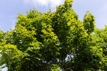 Fototapeta premium beautiful maple tree foliage with green foliage
