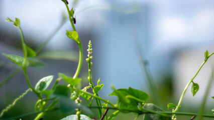 Basella alba is used to treat eye pain.Basella alba are places where people use crushed spinach to treat swollen, cracked breasts and detoxify.Basella alba is used in soups and fruits as juice. 