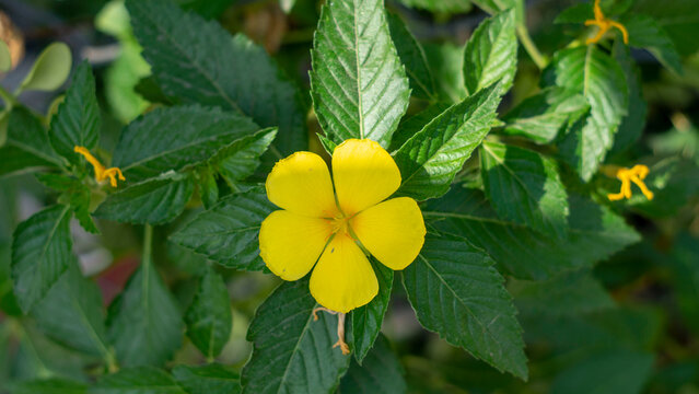,Madagascar periwinkle pink flowers and herb beautiful in black background,Catharanthus roseus flower in nature  - Powered by Adobe