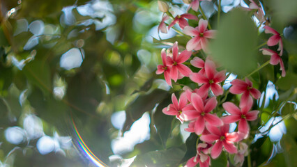  Flowers and leaves against the sun will be more beautiful, all magical from the rays of sunlight...