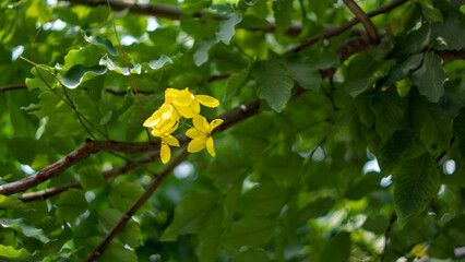 Colorful flowers bloom when it is bright in my garden.this type of flower is not available in the summer.