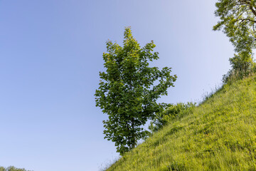 a maple tree with green foliage in the spring season
