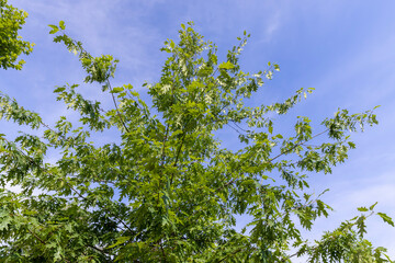 beautiful oak tree foliage with green foliage