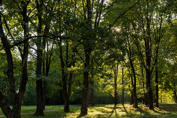 maple tree in the autumn season with foliage changing color
