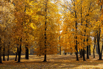 multicolored yellowing maple foliage during leaf fall