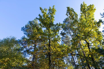 Oak tree in autumn leaf fall in sunny weather