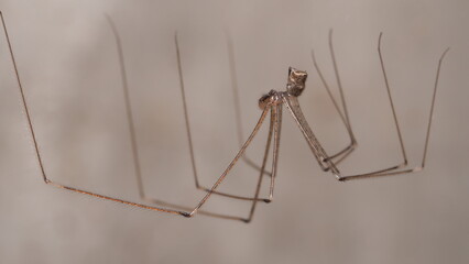 Long legs spider