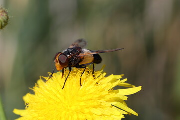female pellucid fly on a dandelion flower