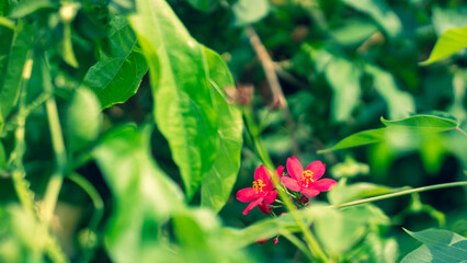 The lotus blooms in the morning in the swamp,Portulaca grandiflora blooming in the forest beautiful walkways,Colorful flowers bloom when it is bright in my garden