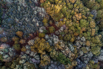 Aerial view of autumn forest. Beautiful nature landscape in Spain