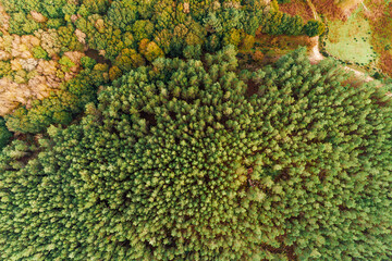 drone aerial view of an autumn forest