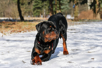 Charming Rottweiler dog makes a bow against the background of a snowy winter park
