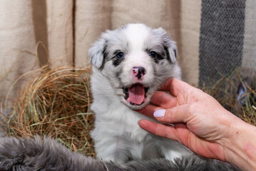 Small Tricolor blue merle border collie puppy  laying on breeder's hands